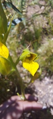 Orthochilus litoralis