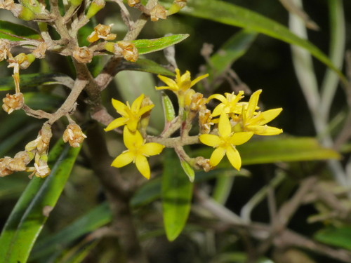 Argophyllaceae