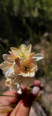 Ixia polystachya
