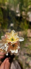 Ixia polystachya