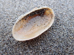 Barbatia novaezealandiae