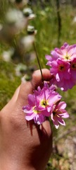 Ixia polystachya