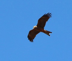 Milvus migrans