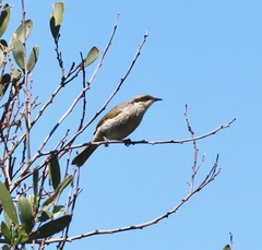 Gavicalis virescens