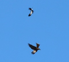 Milvus migrans