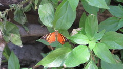 Hypanartia bella