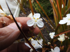 Libertia peregrinans