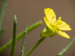 Camissonia strigulosa