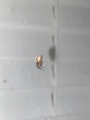 Araneus pegnia