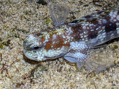Humpheaded Blenny photo 4