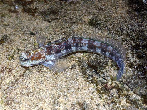 Bultkop-rotsspringer (Blenniella gibbifrons) — Blenniidae
