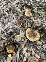 Cortinarius ponderosus