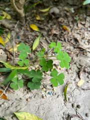 Oxalis corniculata