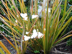 Libertia peregrinans
