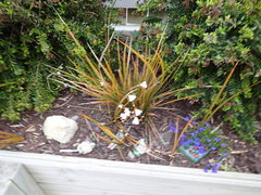 Libertia peregrinans