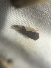 Norvellina pulchella
