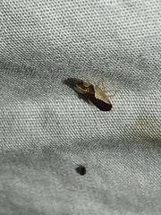 Norvellina pulchella