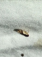 Norvellina pulchella