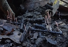 Clavaria rosea