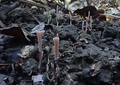 Clavaria rosea
