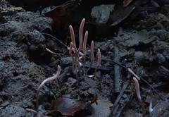 Clavaria rosea