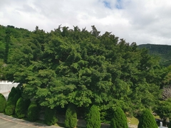 Ficus microcarpa microcarpa