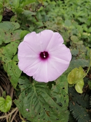 Ipomoea pedicellaris