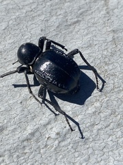 Moluris gibba