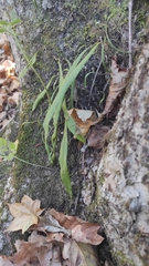 Lepisorus ussuriensis