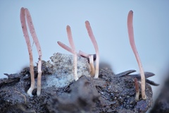 Clavaria rosea