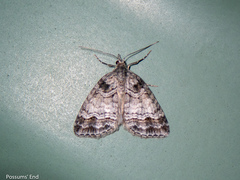 Microdes quadristrigata