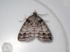 Microdes quadristrigata