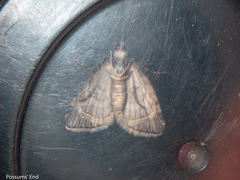 Microdes quadristrigata