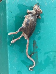 Rhabdomys pumilio