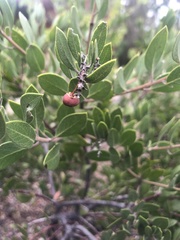 Neofusicoccum australe