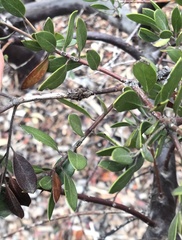 Neofusicoccum australe