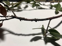 Neofusicoccum australe