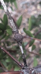 Neofusicoccum australe