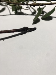 Neofusicoccum australe