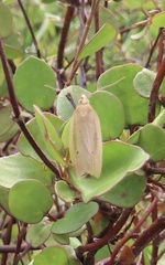 Clepsis leucaniana