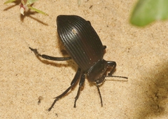 Eleodes acuta