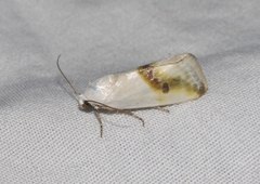 Ponometia virginalis