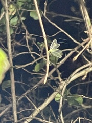 Chrysopa quadripunctata