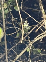 Chrysopa quadripunctata