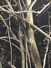 Chrysopa quadripunctata