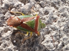 Acanthosoma spinicolle