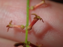 Stackhousia muricata