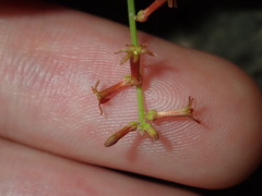 Stackhousia muricata