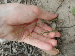 Stackhousia muricata