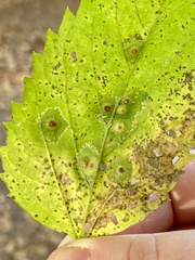 Pachypsylla celtidisvesicula